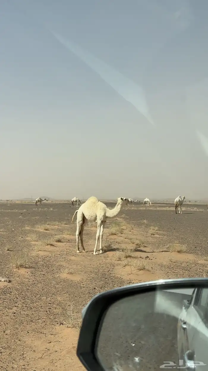 الناقه العشرى الثنو من سلالة بعارين ابن مهنا 2