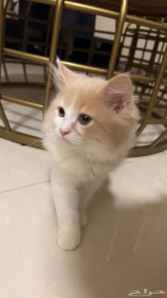 قطط 2