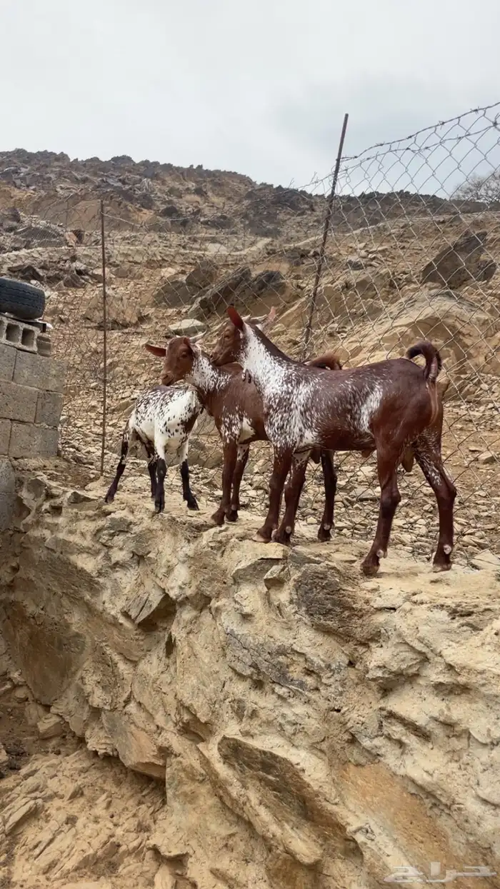 للبيع 3 فحول وشح 0