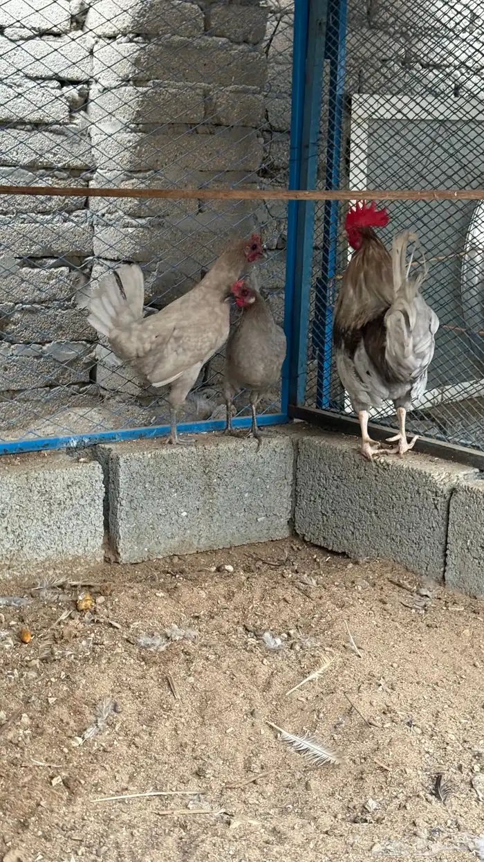 دجاج بلدي رصاصي 2
