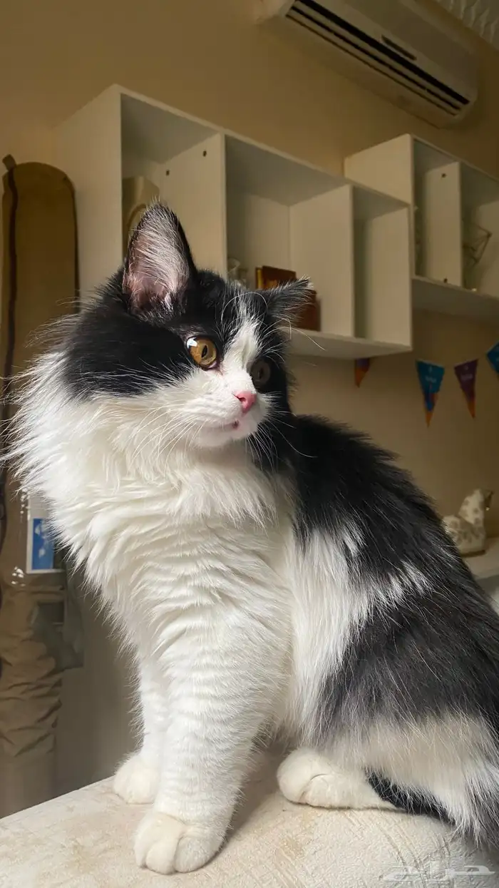 قط هجين هملايا تبني 1