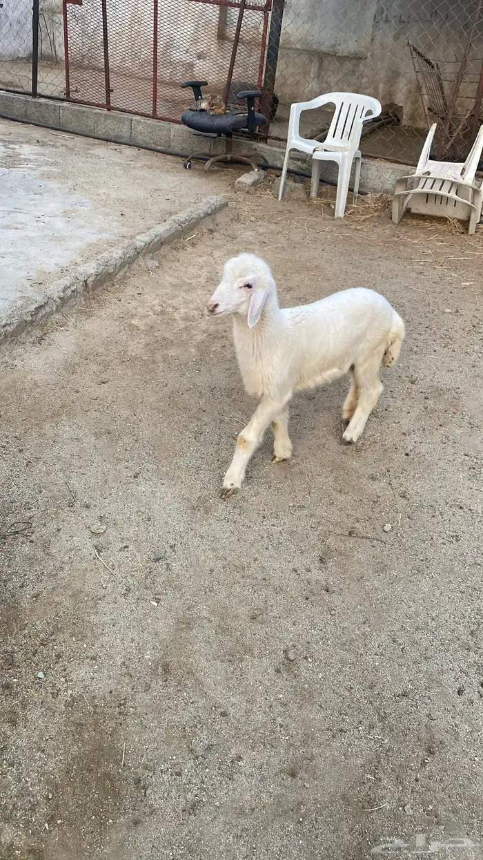 رخال دواغير 2