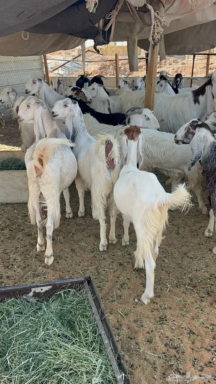 معزا مراح مشاريك دفيع 0