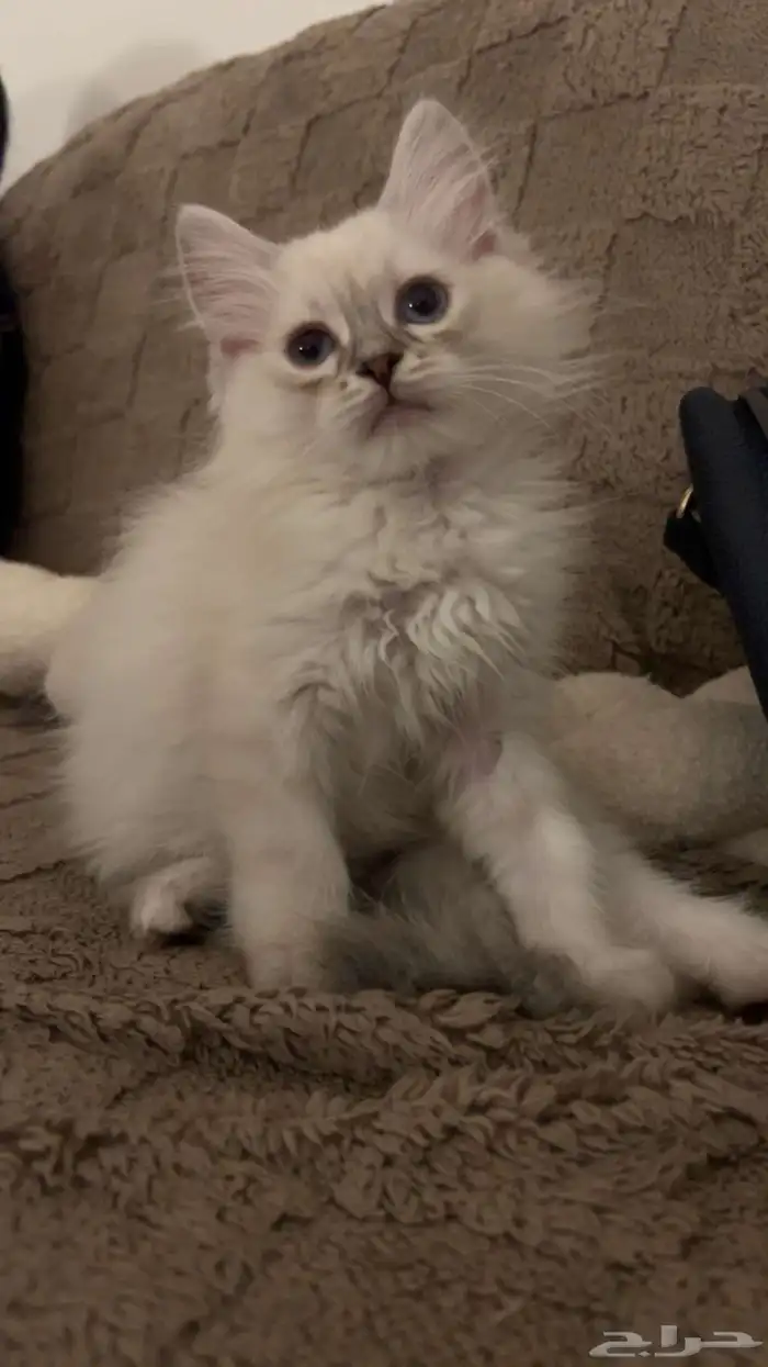 بساس صغيره 0