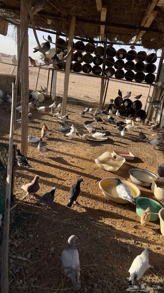 حمام للبيع 1