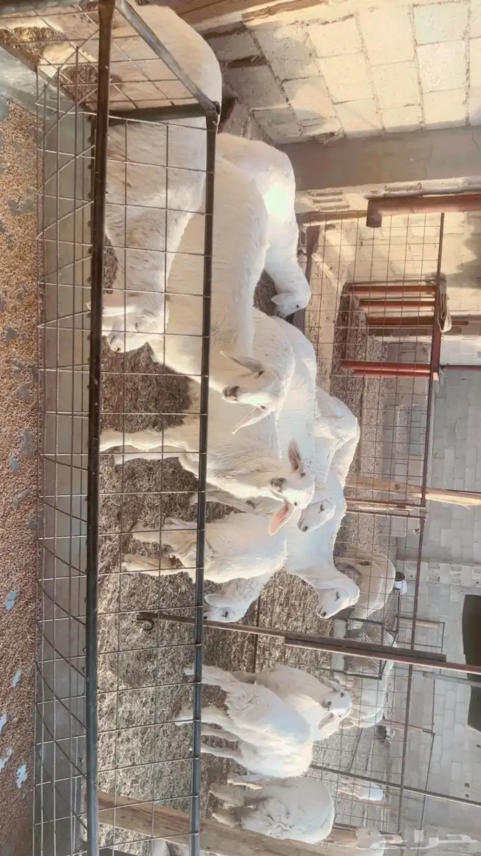 رخال حريه 3
