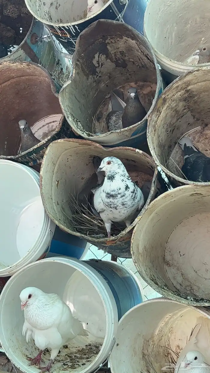 حمام صنف ألون ولعيون 2