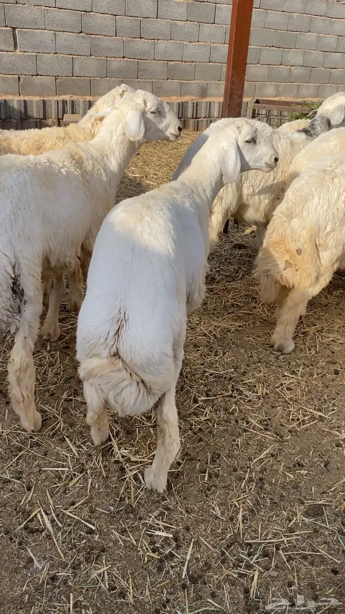 طليان حري ذبايح كفو 4