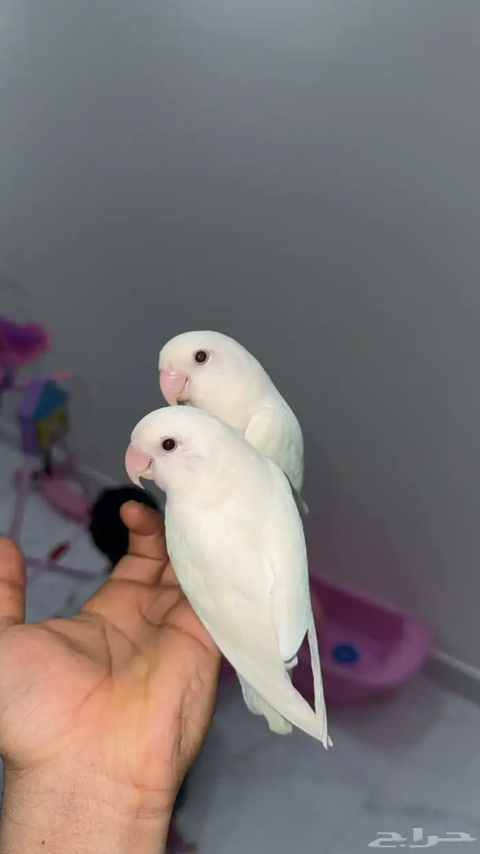 طيور روز البينو اليف(تم البيع) 1