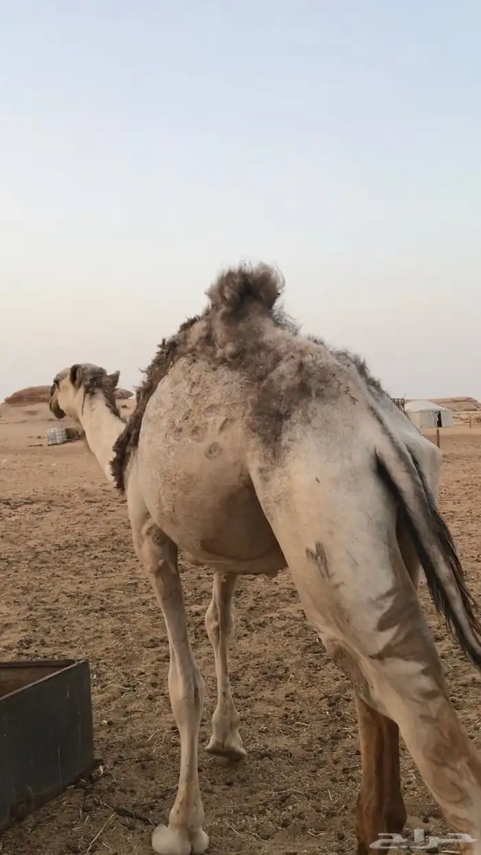 للبيع  قعود مخصي 1
