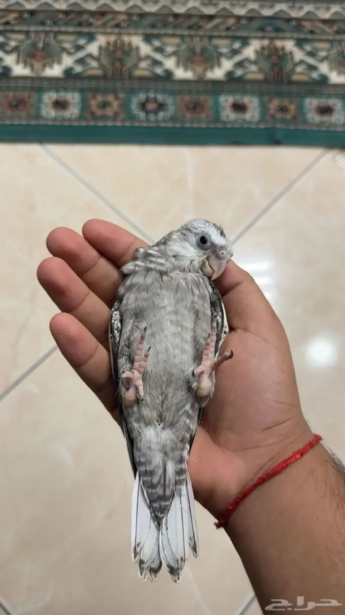 فرخ كروان فراشه (تم البيع) 1