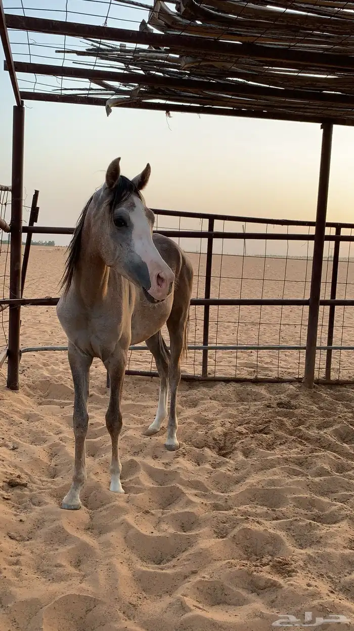 مهره للبيع 0