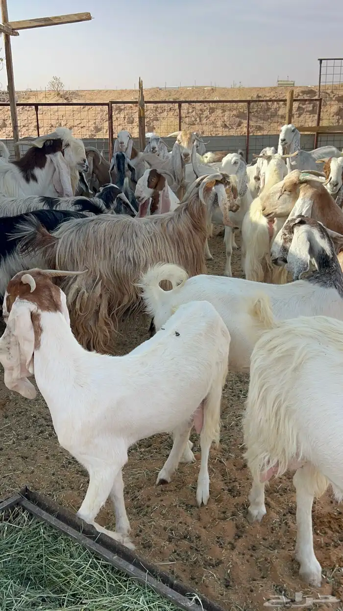 معزا مراح مشاريك دفيع 12