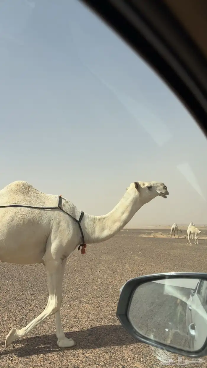 الناقه العشرى الثنو من سلالة بعارين ابن مهنا 0