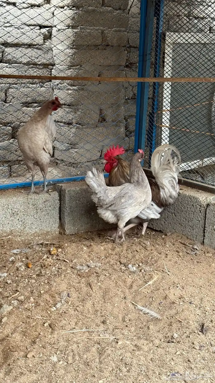 دجاج بلدي رصاصي 1