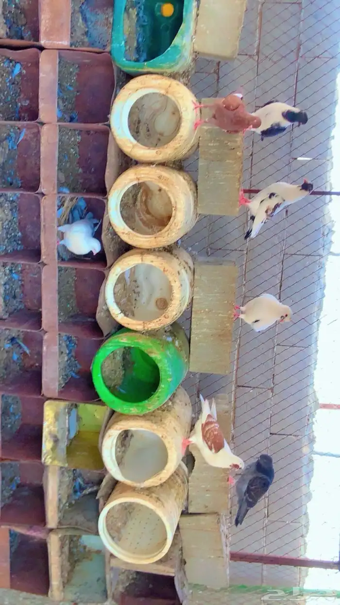 للبيع حمام كنق حمام مصري العد الكنق 20 جوز المصري 22 جوز 2