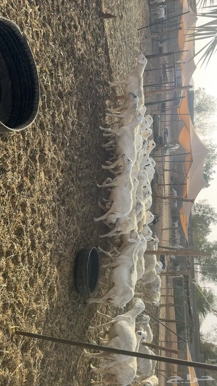 حريات حصيب ودفيع فحص سونار 2