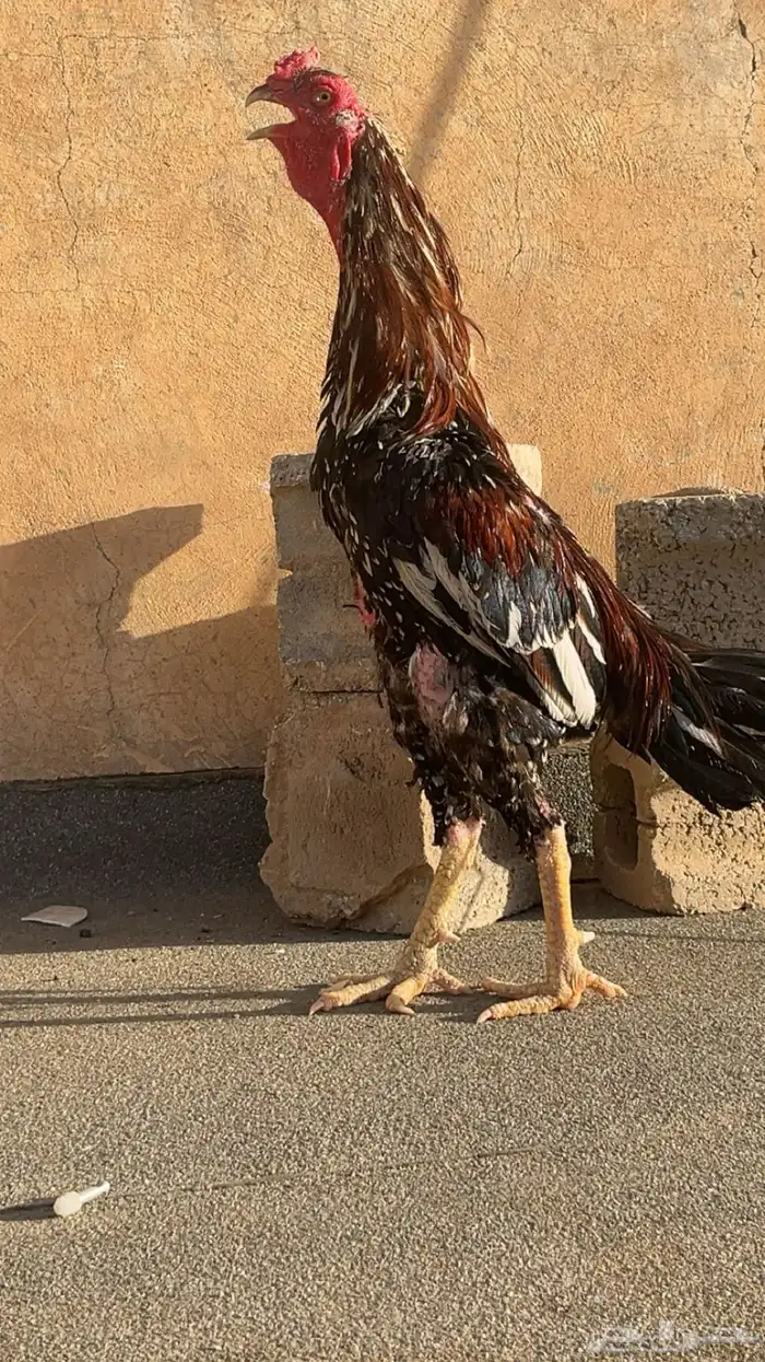 ديك باكستاني حار 0