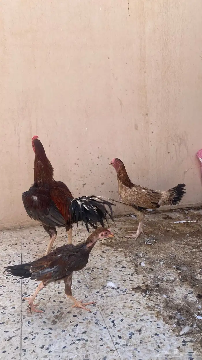 دجاج باكستاني 0