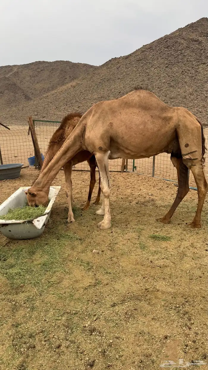 خلفه حمراء ساحليه 0