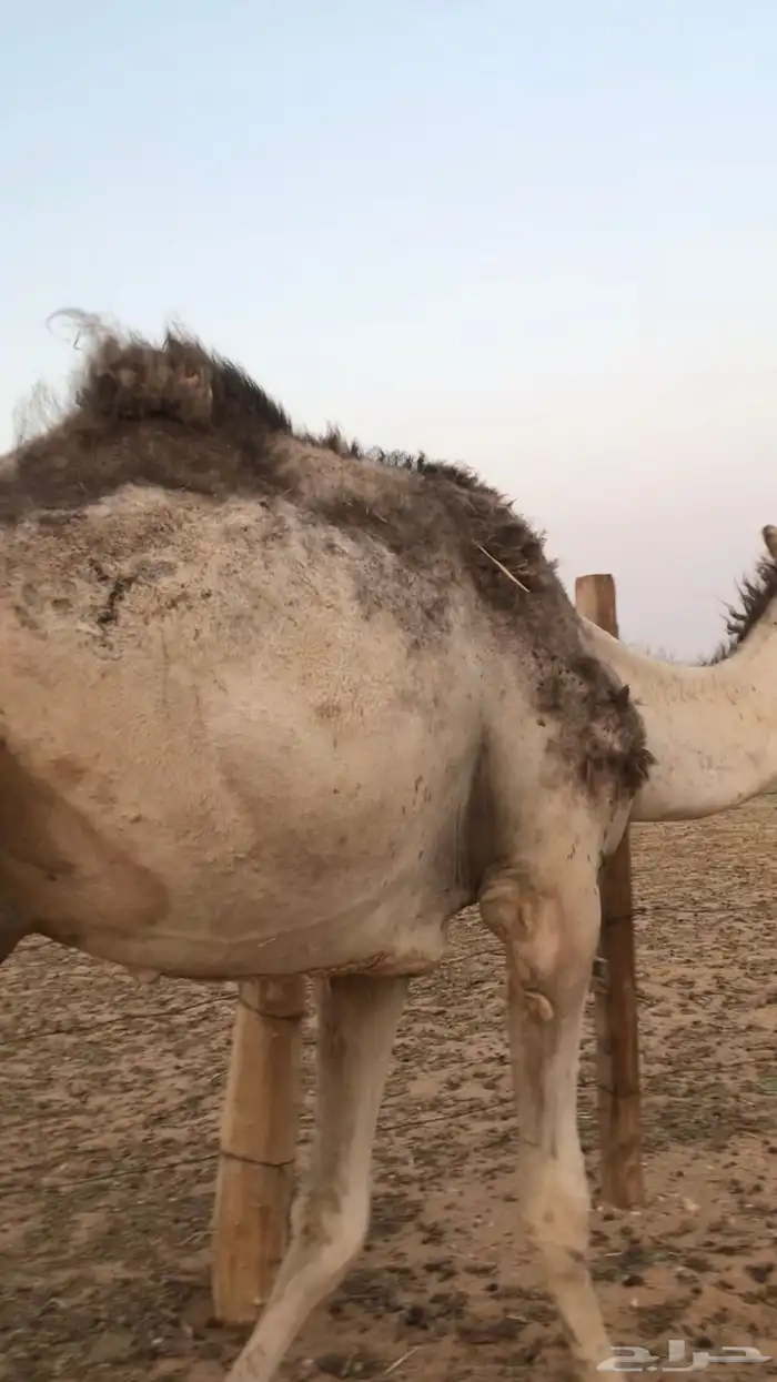 للبيع  قعود مخصي 4