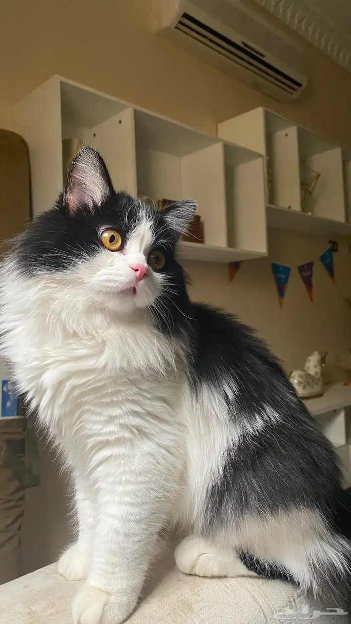 قط هجين هملايا تبني 0