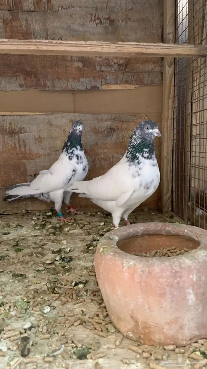 حمام باكستاني 1
