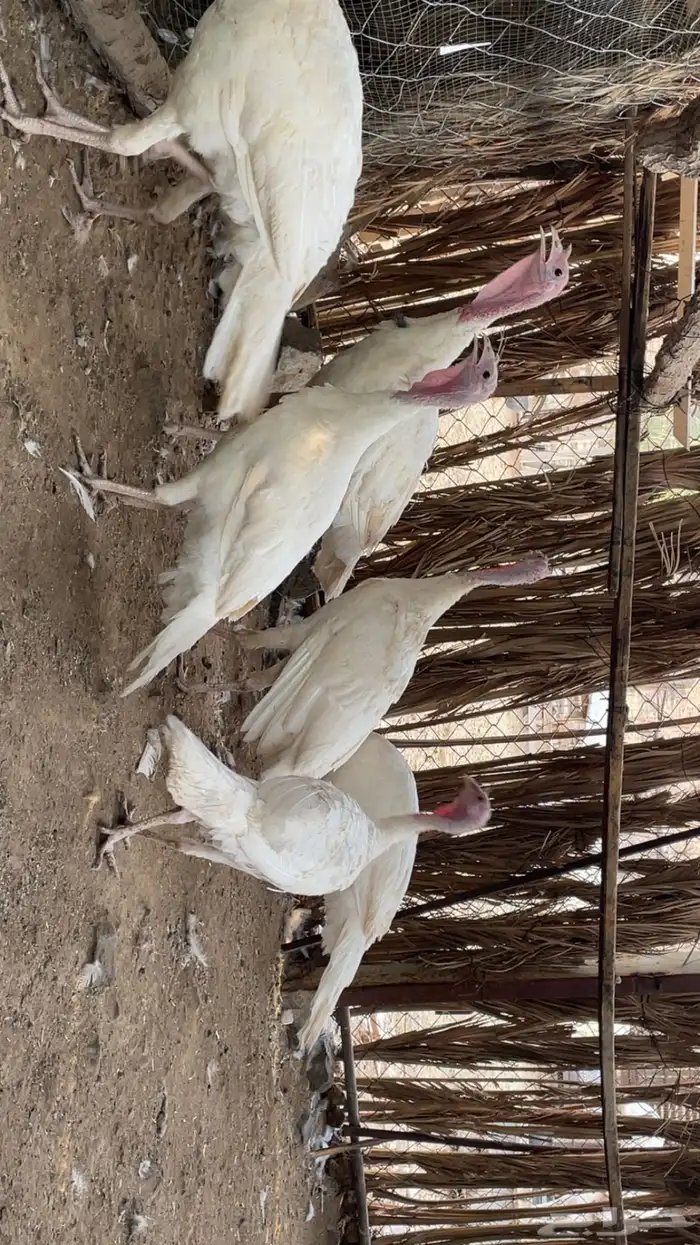 تم البيع العدد تسعه الحمدالله انتظرو الجديد 0