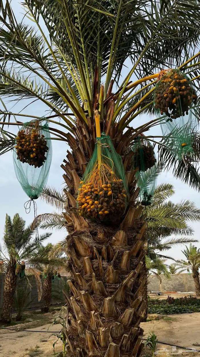 نخل صفري للبيع 0