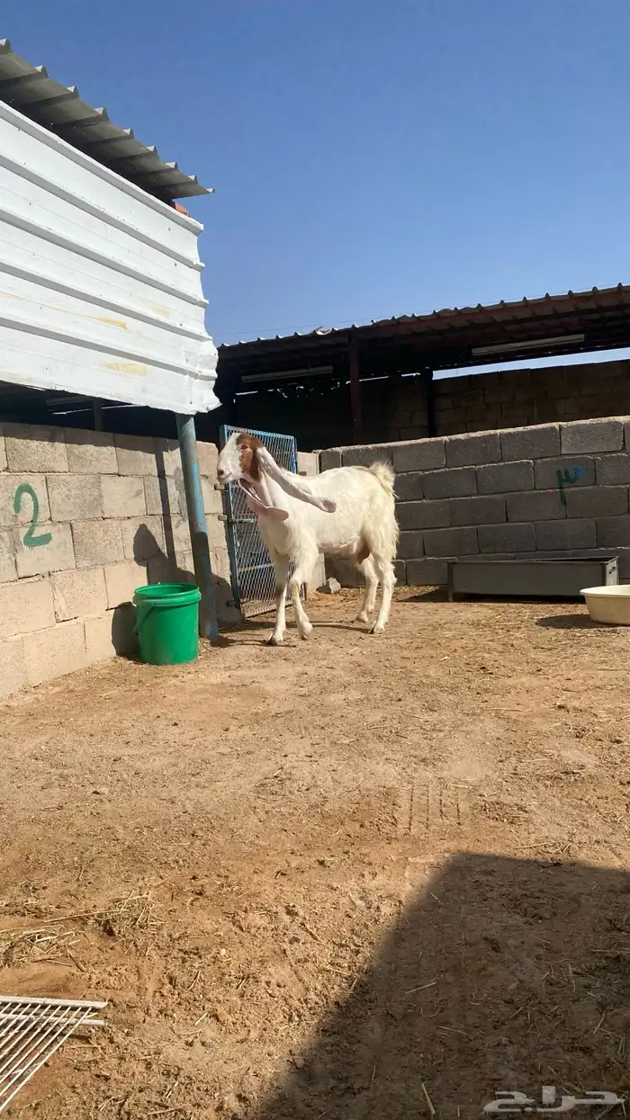عنز خصم 0