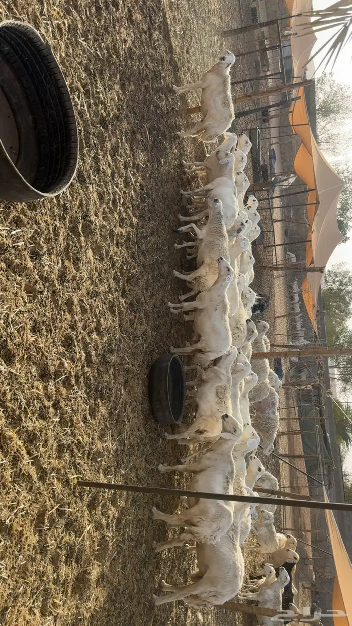حريات حصيب ودفيع فحص سونار 3