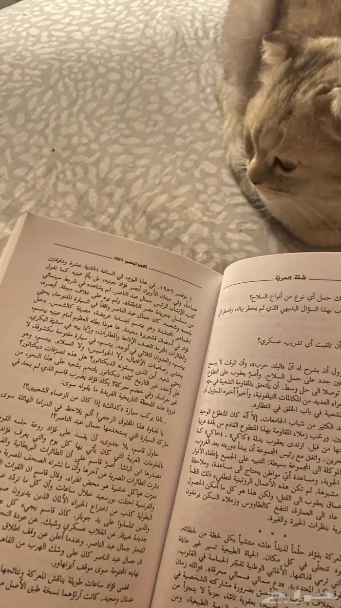 قطة سكوتش فولد 3