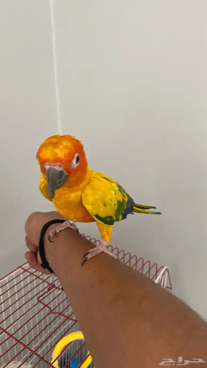 ببغاء 0