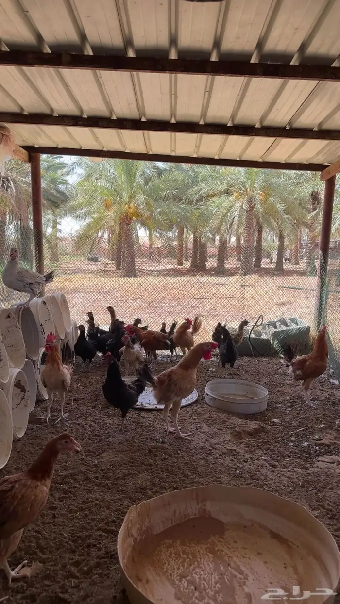 دجاج بياض وديكه 0