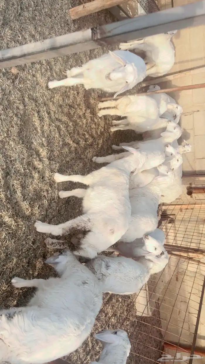 رخال حريه 1