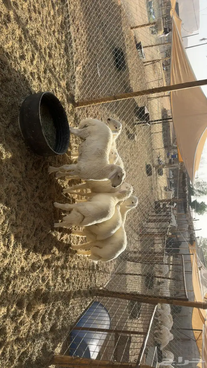 حريات ذبايح طيبه 0
