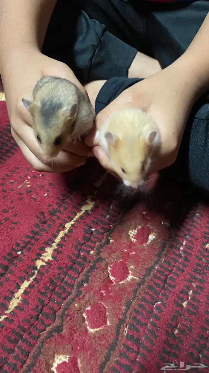 ها مستر 5