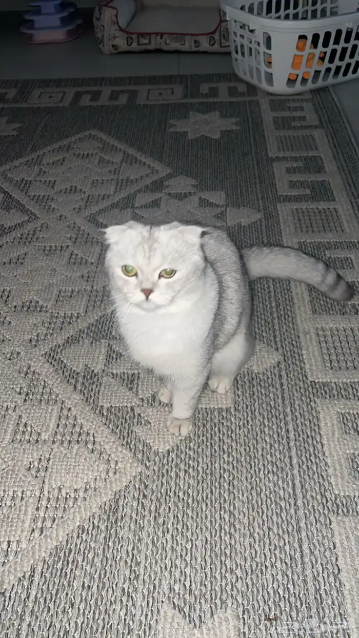قط سكوتش فولد للبيع 6
