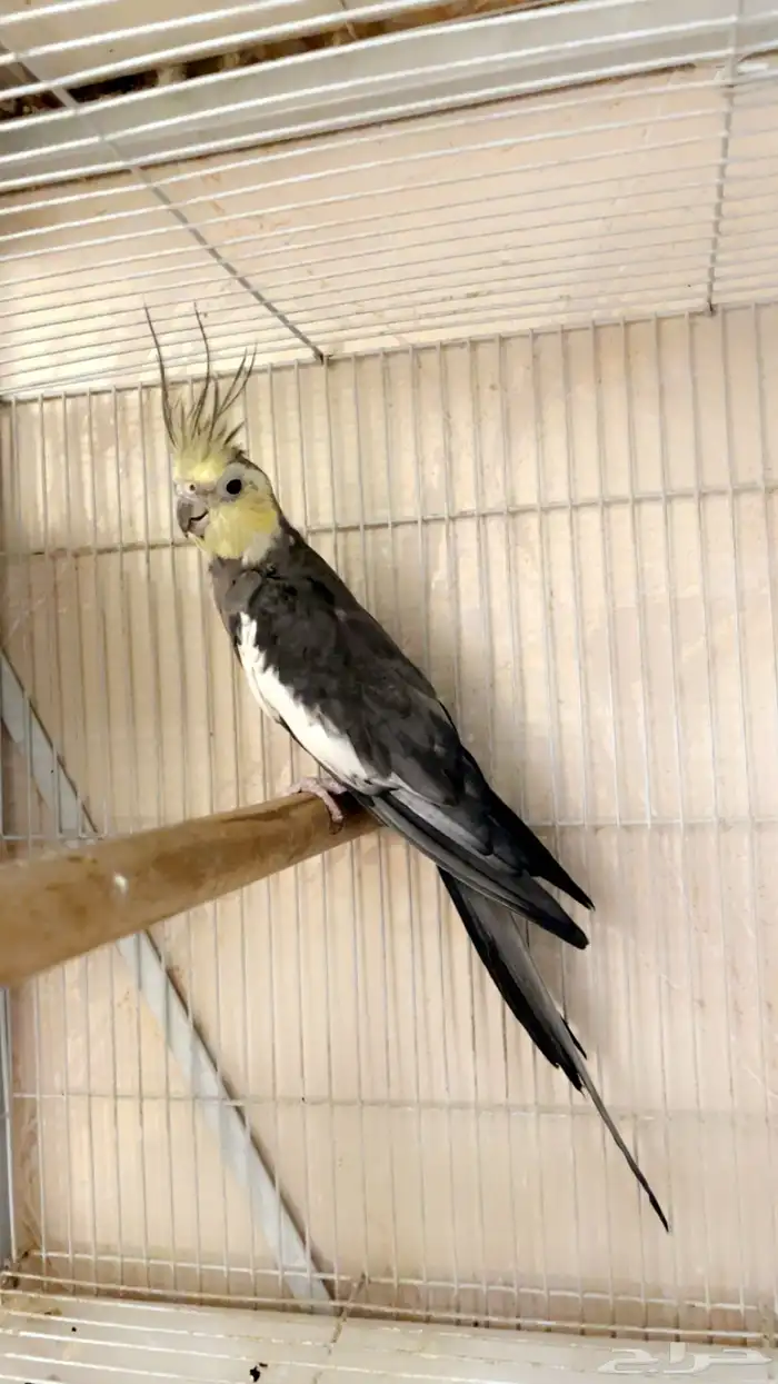 ذكر كروان باستيل فيس تم البيع خارج الموقع 4