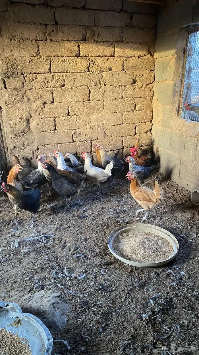 دجاج بلدي 0