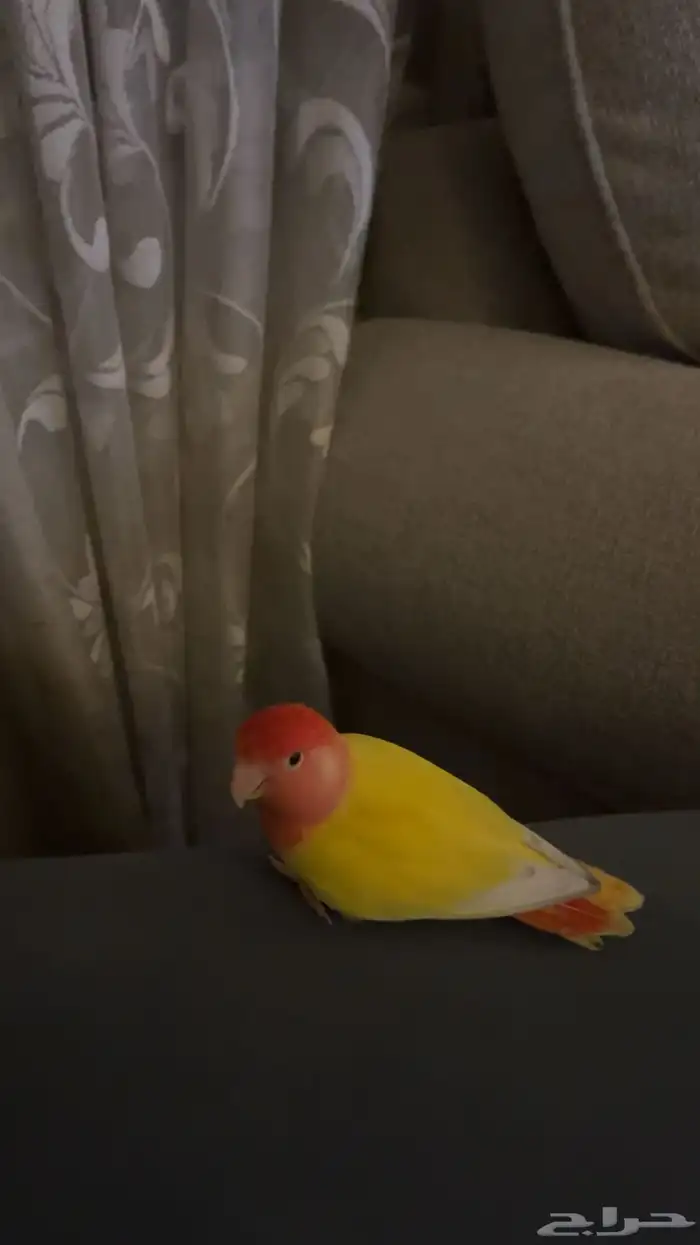 ببغاء روز 1