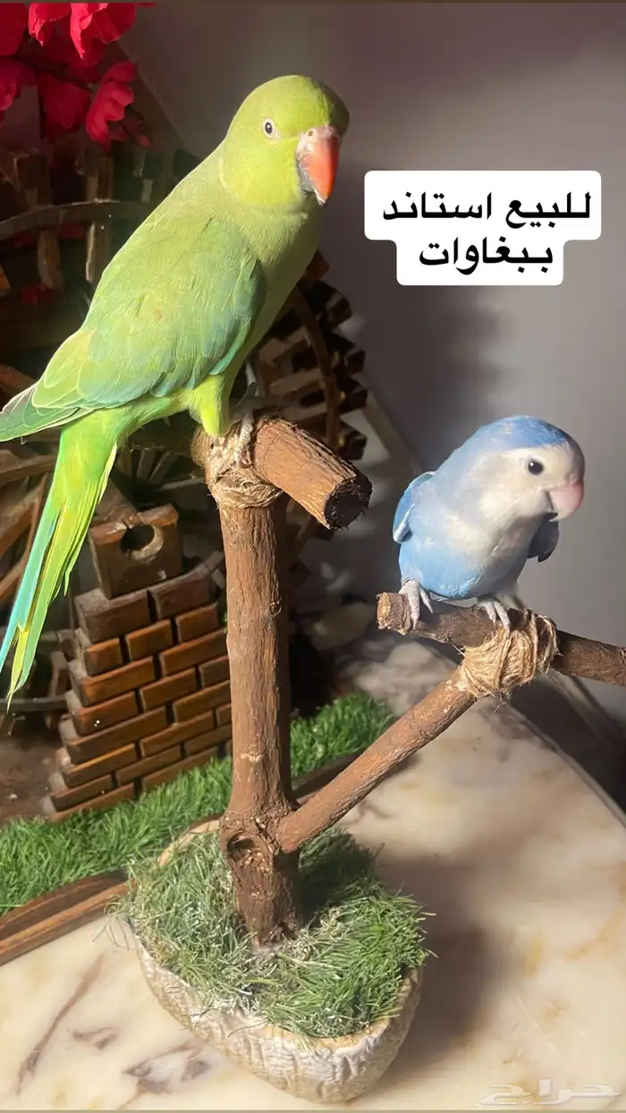 للبيع استاند ببغاوات وعصافير ديكور مميز 12