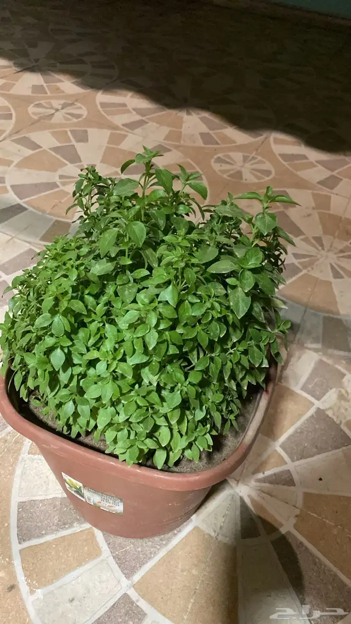 ريحان صنعاني 2