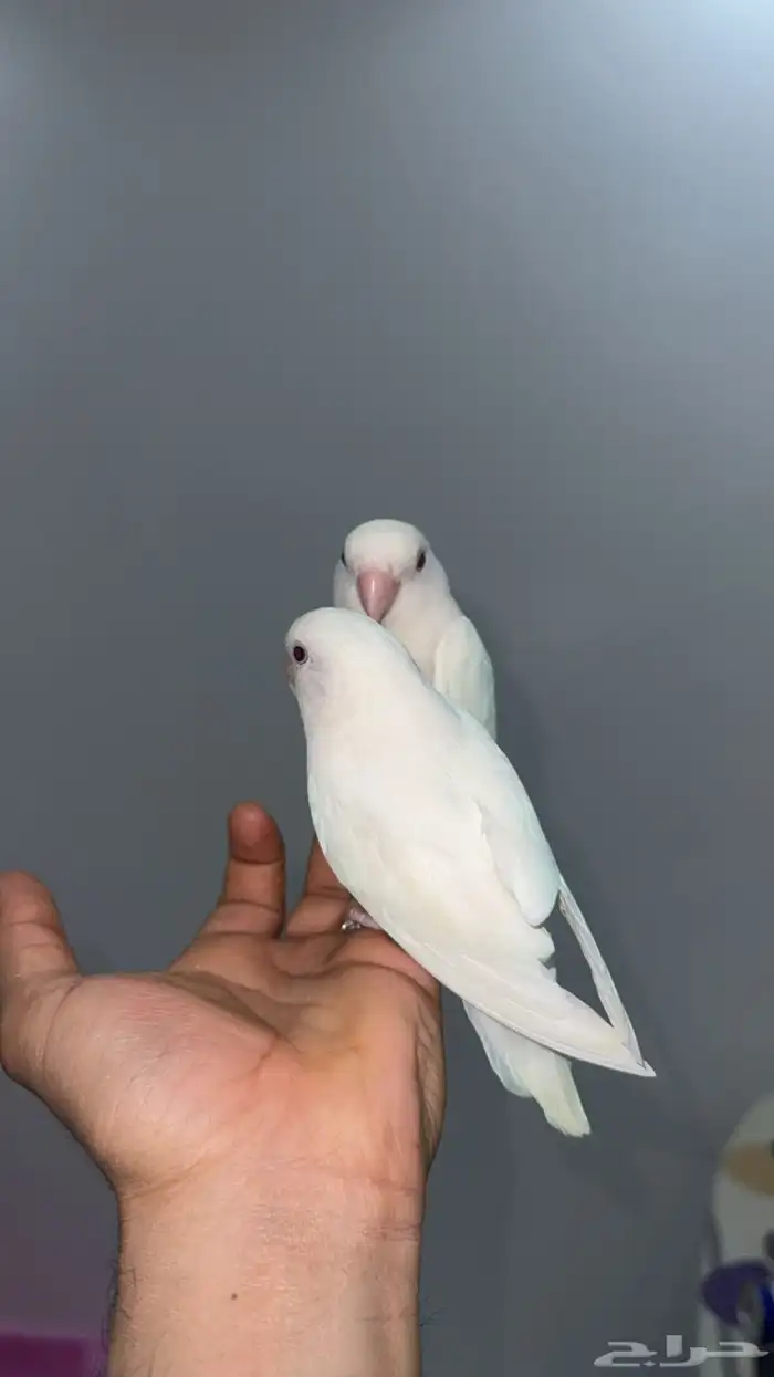 طيور روز البينو اليف(تم البيع) 0