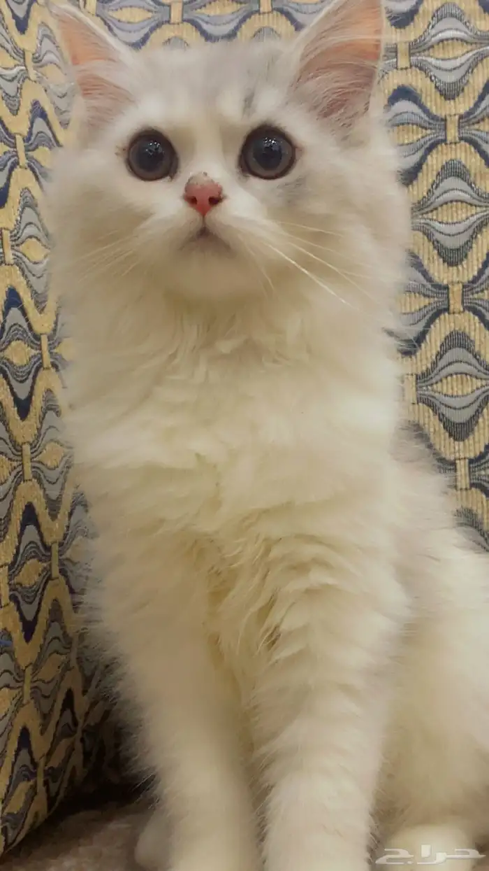 قطه صغيره 1