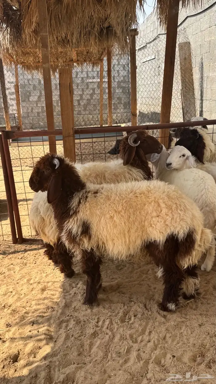 ذبايح للبيع 2