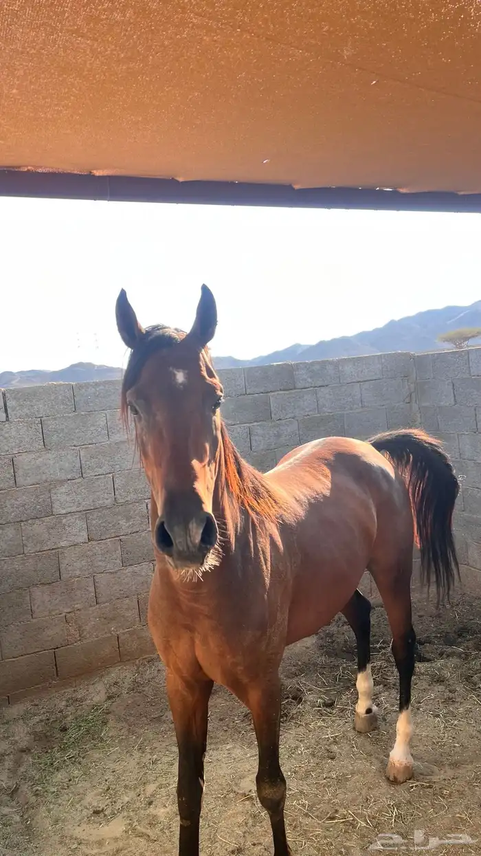 حصان شعبي عربي سرعه 10