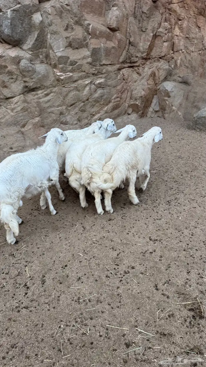 للبيع خرفان مناسبات 3