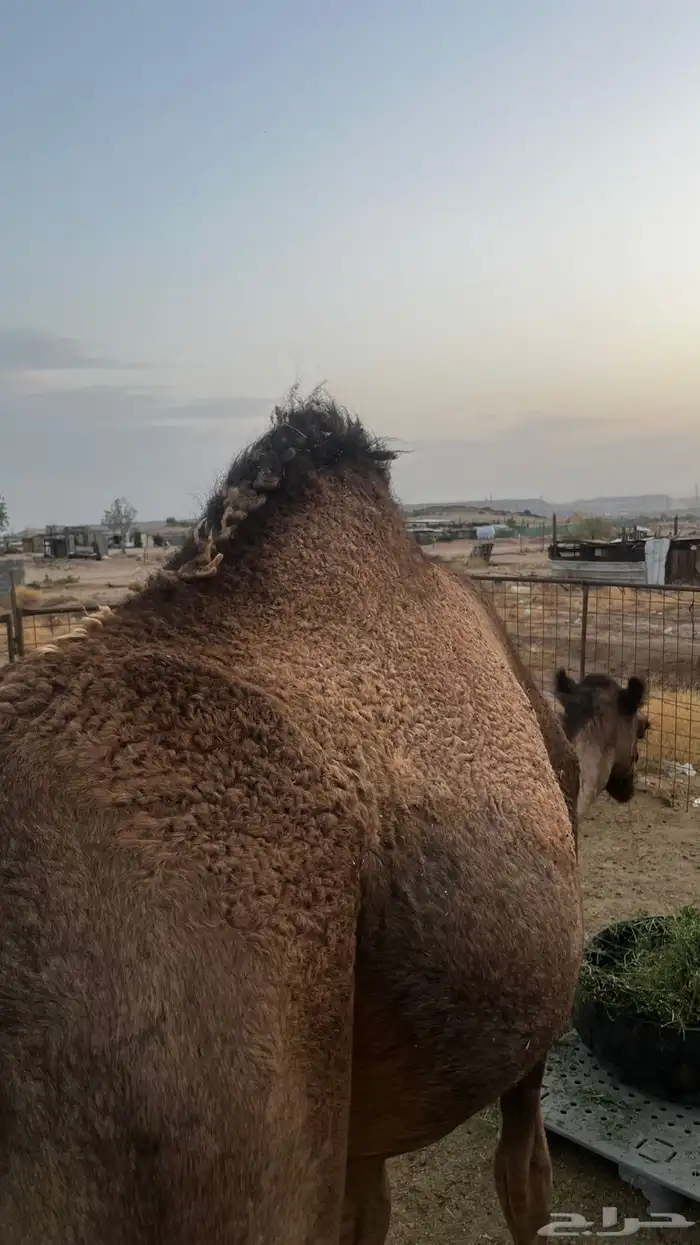 بكره لقحه بكر   تم البيع 0