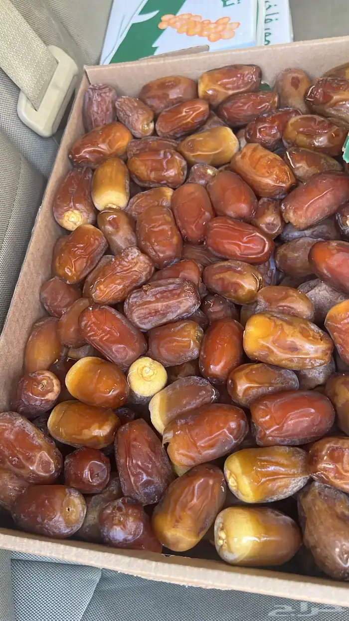 صقعي رطب فاخر مطوق احمر 1